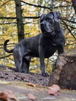 Cane Corso Neo